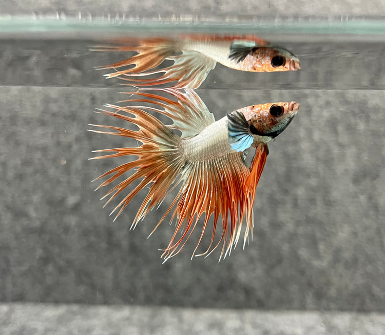 Crowntail Betta Males
