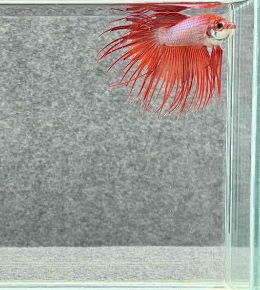 Crowntail Betta Male (7769)