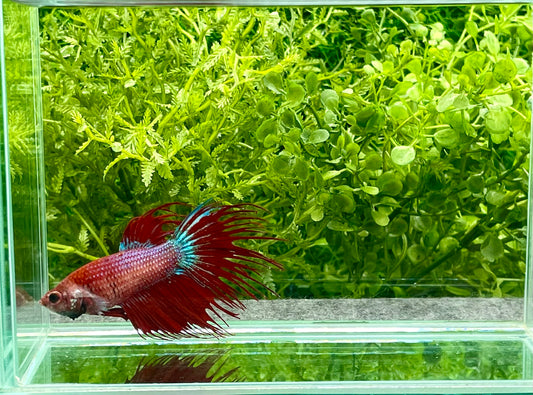 Crowntail Betta Male (035)