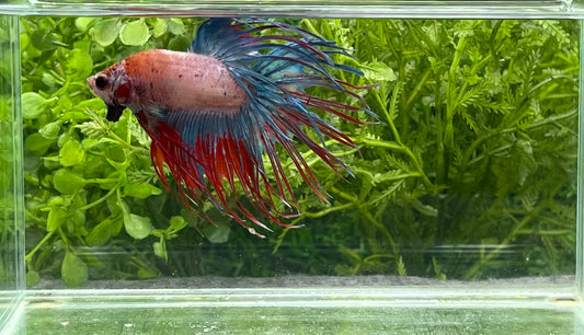 Crowntail Betta Male (950)