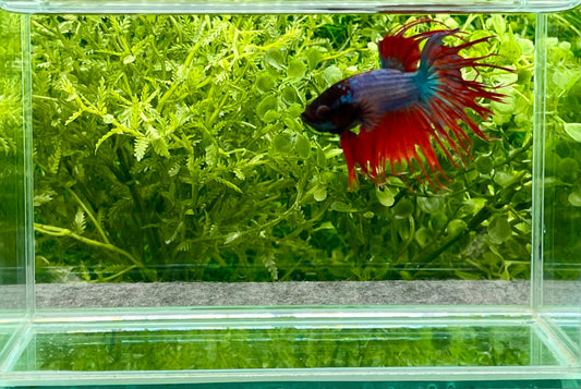 Crowntail Betta Male (043)
