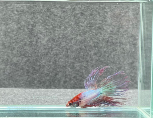Crowntail Betta Male (7773)