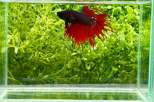 Crowntail Betta Male (055)