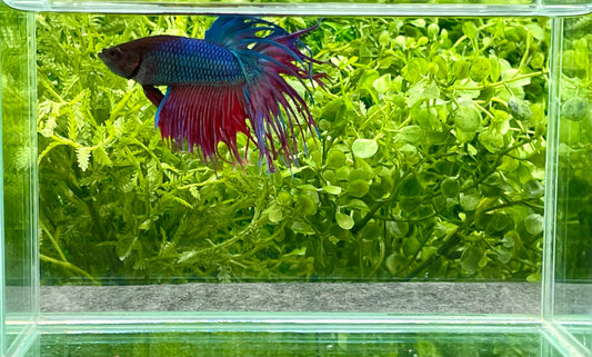 Crowntail Betta Male (054)