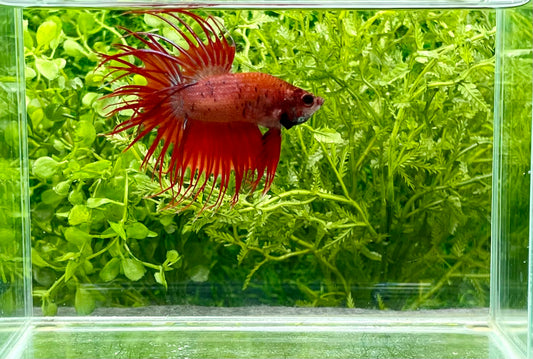 Crowntail Betta Male (954)