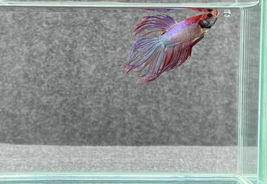Crowntail Betta Male (7773)