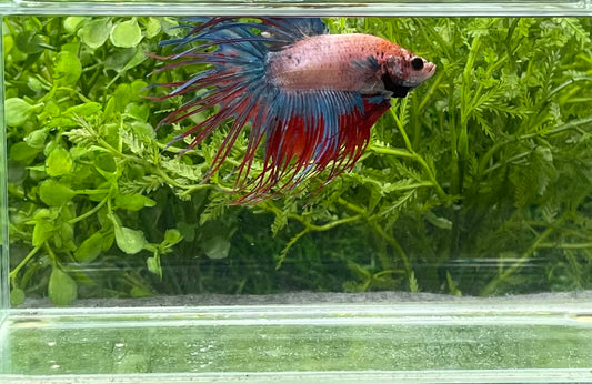 Crowntail Betta Male (950)