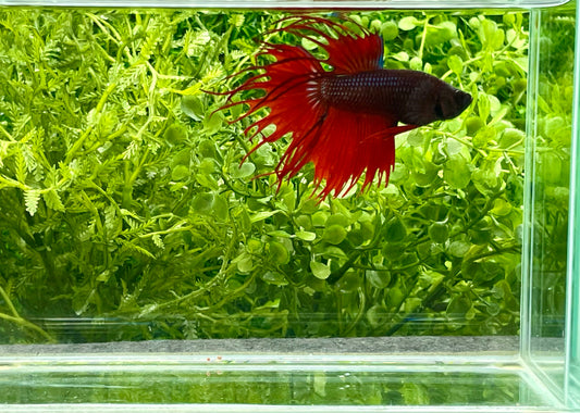 Crowntail Betta Male (055)