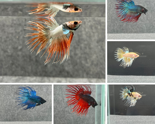 Mystery Crowntail Betta Male (1 Crowntail Betta Male)