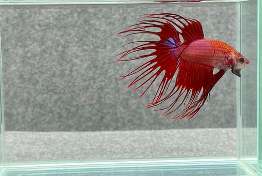 Crowntail Betta Male (7730)