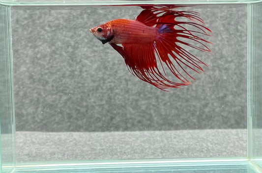 Crowntail Betta Male (7730)