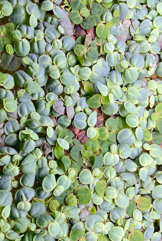 Red Root Floater (Phyllanthus Fluitans)