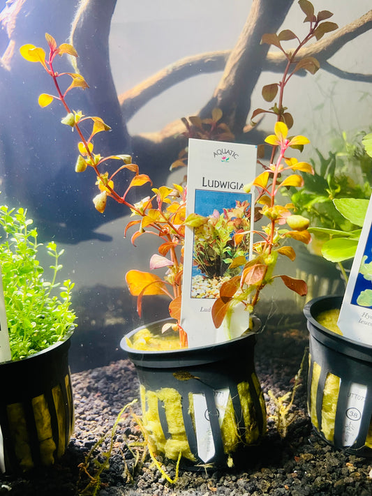 Ludwigia Repens, Red