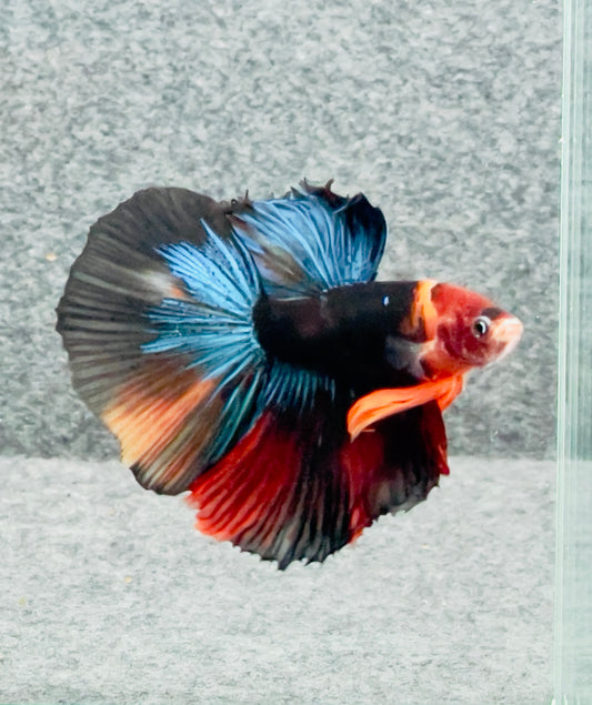 Betta Breed Types