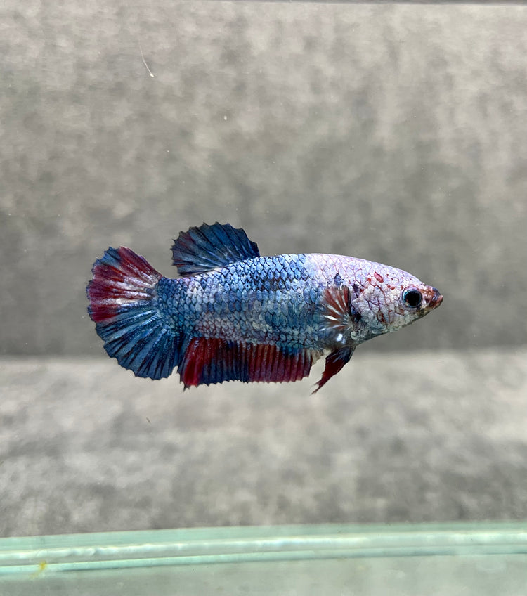 Koi Betta Female