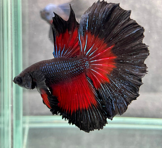 Vegas Betta