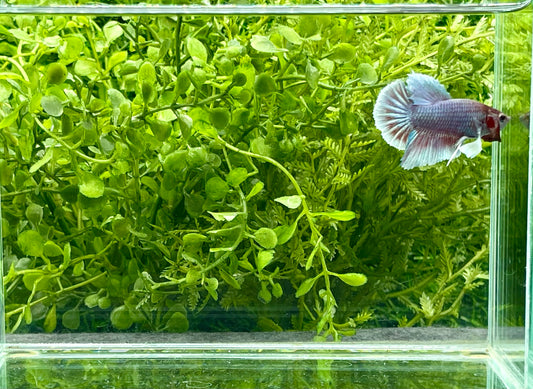 Dumbo Halfmoon Plakat Male (171)