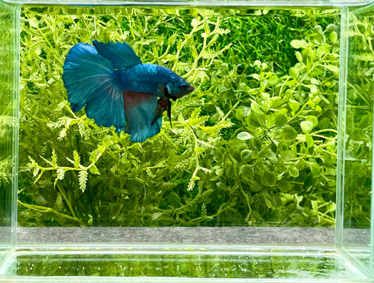 Betta Halfmoon Male (142)