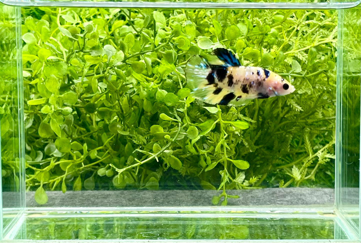 Yellow Koi Halfmoon Plakat Male (209)