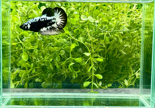 Samurai Halfmoon Plakat Male (180)