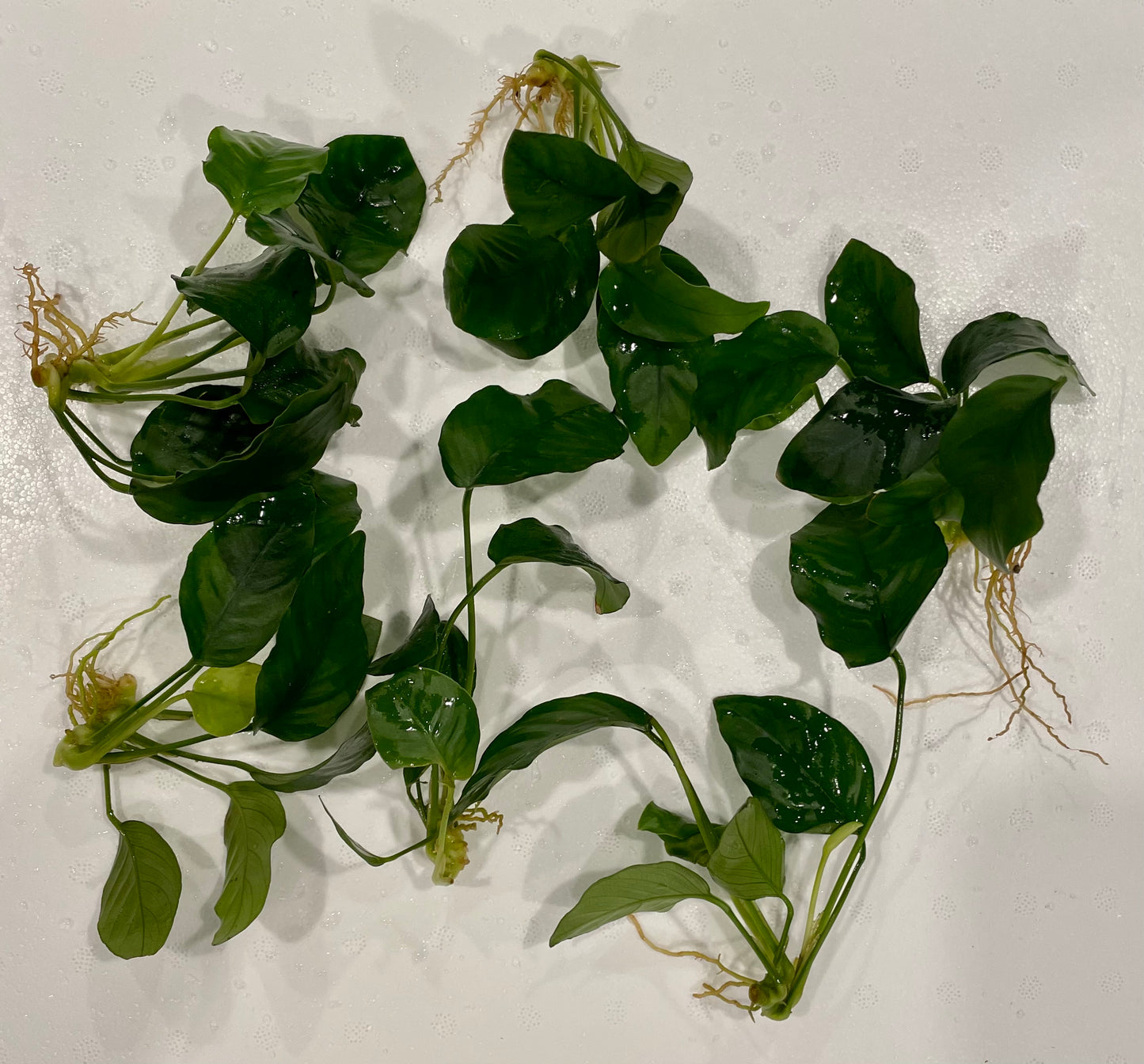 Anubias Barteri (MD)