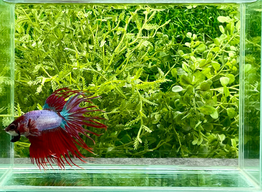 Crowntail Betta Male (154)