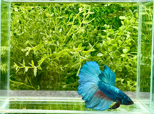 Betta Halfmoon Male (142)