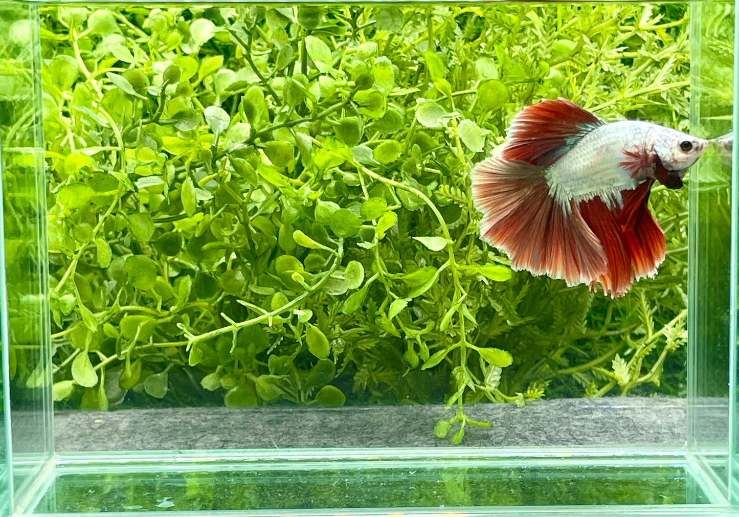 Dragonscale Halfmoon Betta Male (222)