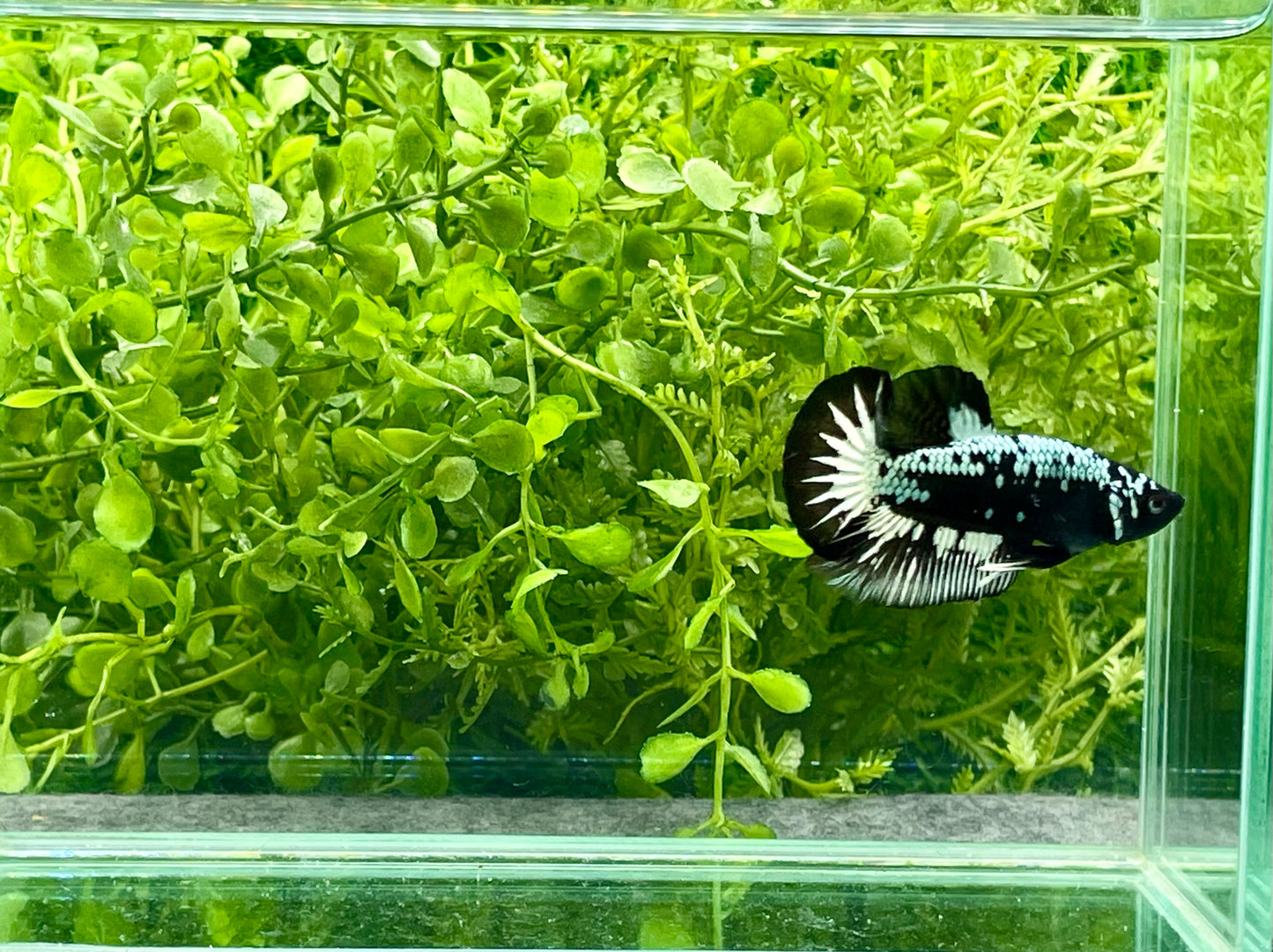 Samurai Halfmoon Plakat Male (180)