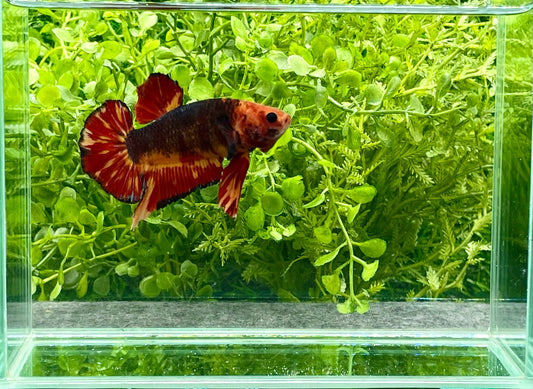 Giant Koi Halfmoon Betta Male (161)