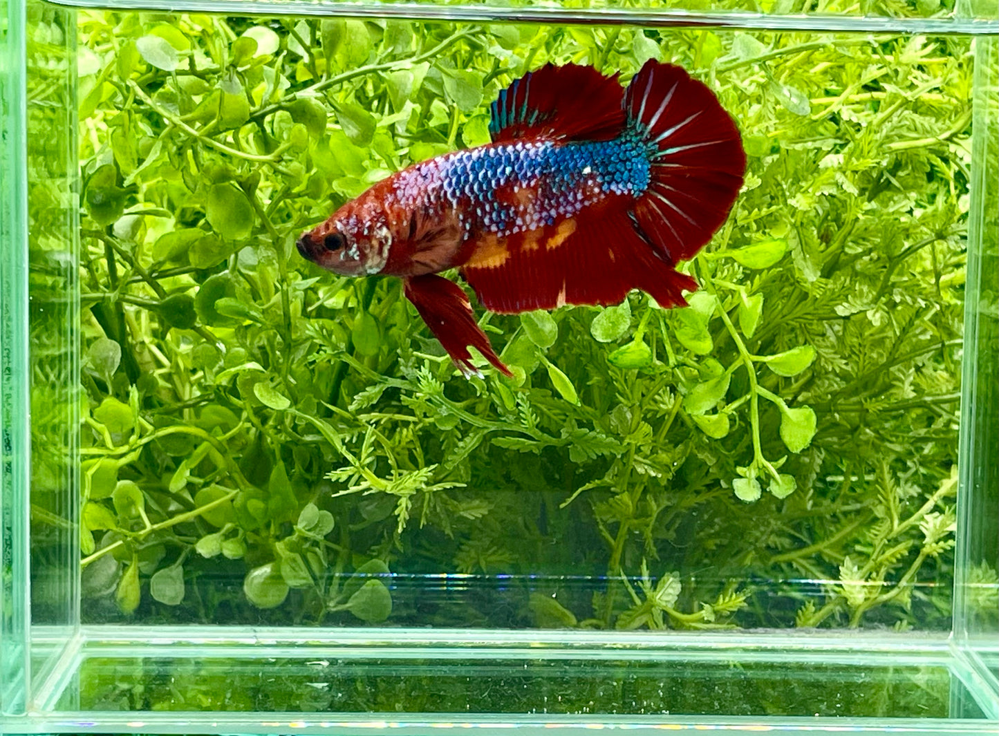 Giant Koi Halfmoon Betta Male (167)