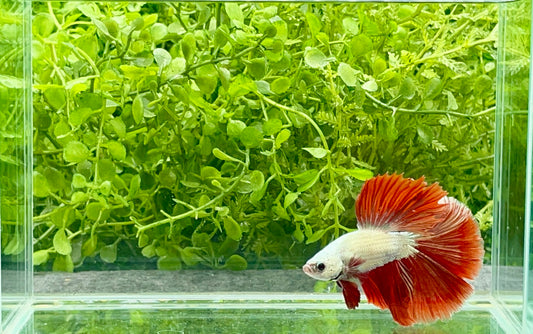 Dragonscale Halfmoon Betta Male (219)