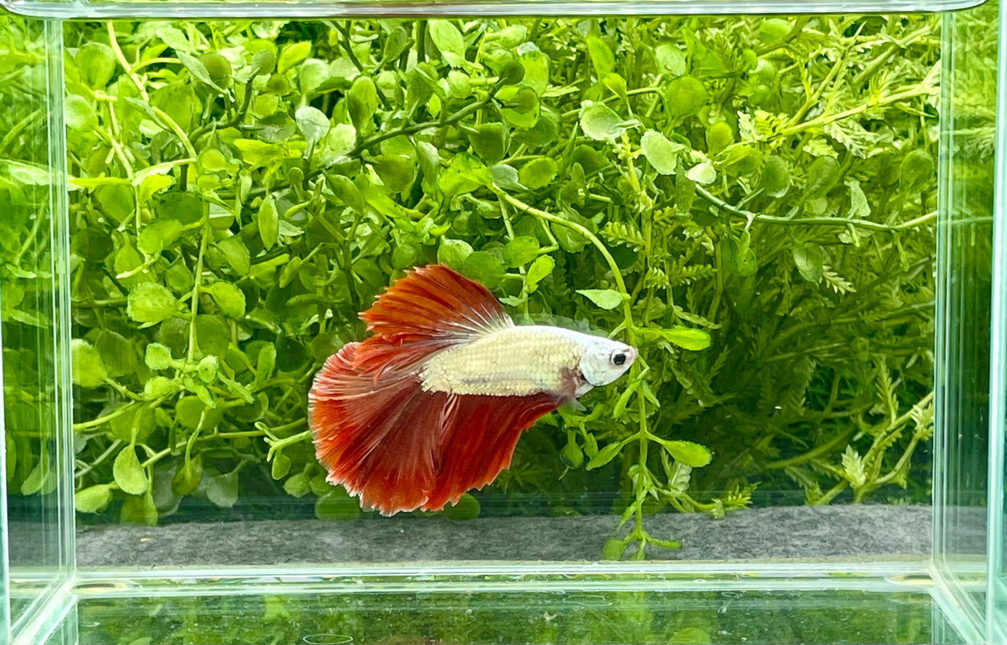 Dragonscale Halfmoon Betta Male (219)