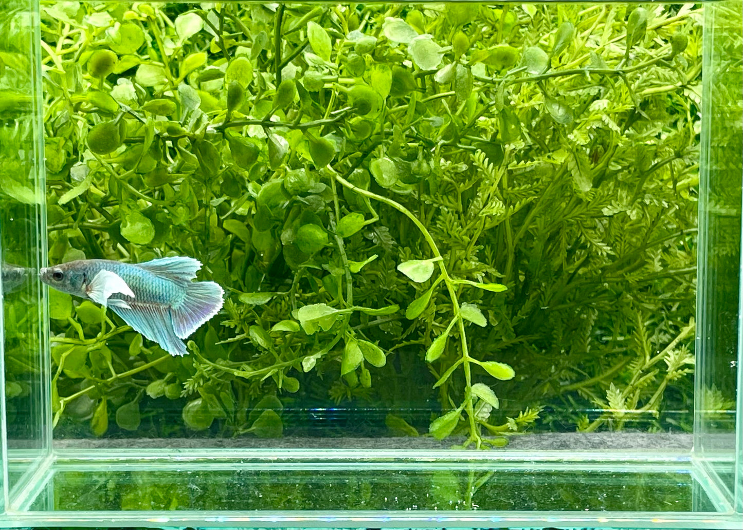 Dumbo Halfmoon Plakat Male (172)