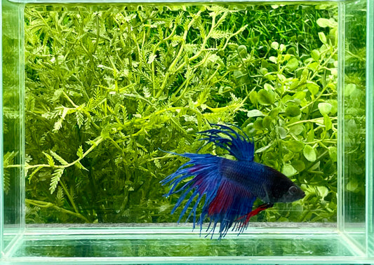 Crowntail Betta Male (155)