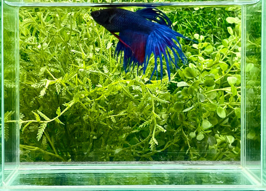 Crowntail Betta Male (155)