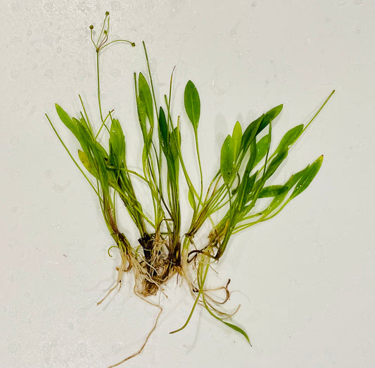 Chain Sword, Broadleaf (Echinodorus quadracostatus)