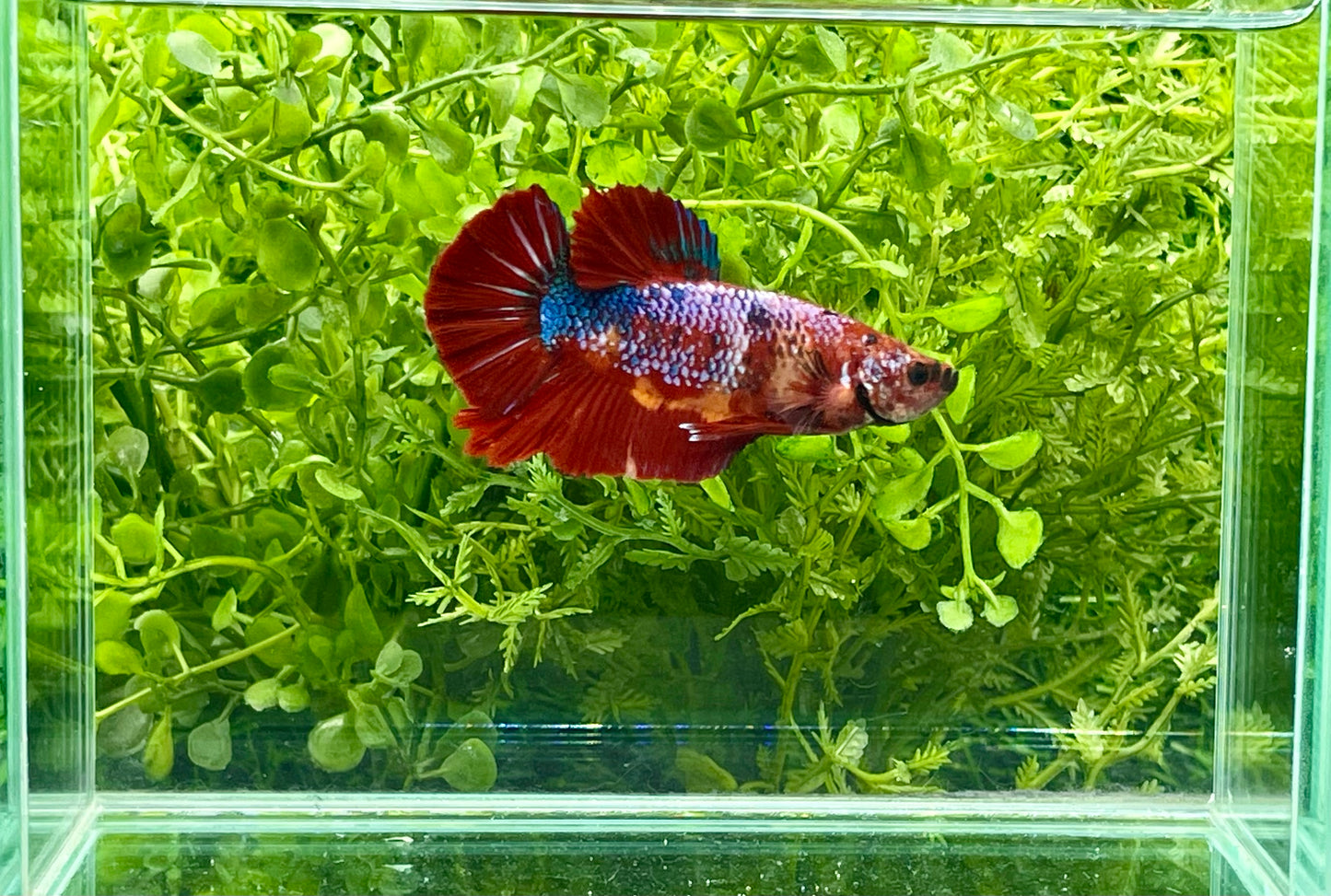 Giant Koi Halfmoon Betta Male (167)