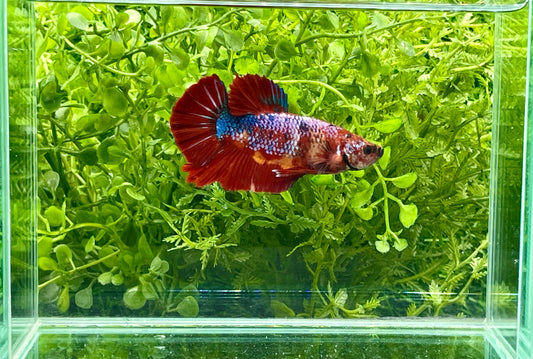 Giant Koi Halfmoon Betta Male (167)