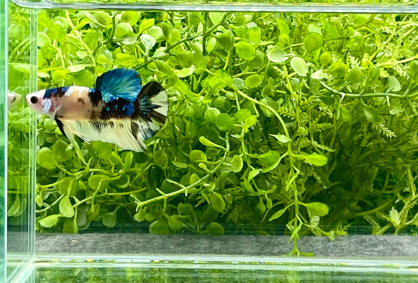 Yellow Koi Halfmoon Plakat Male (212)