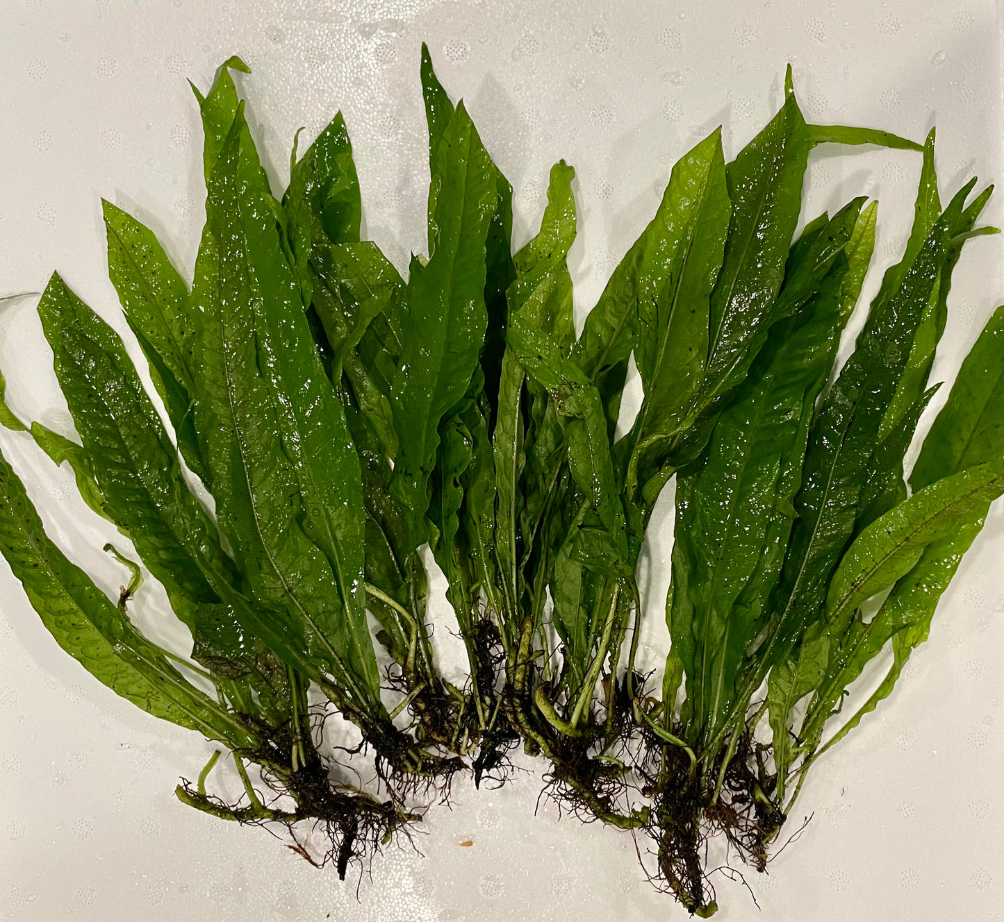 Java Fern (Microsorum pteropus)