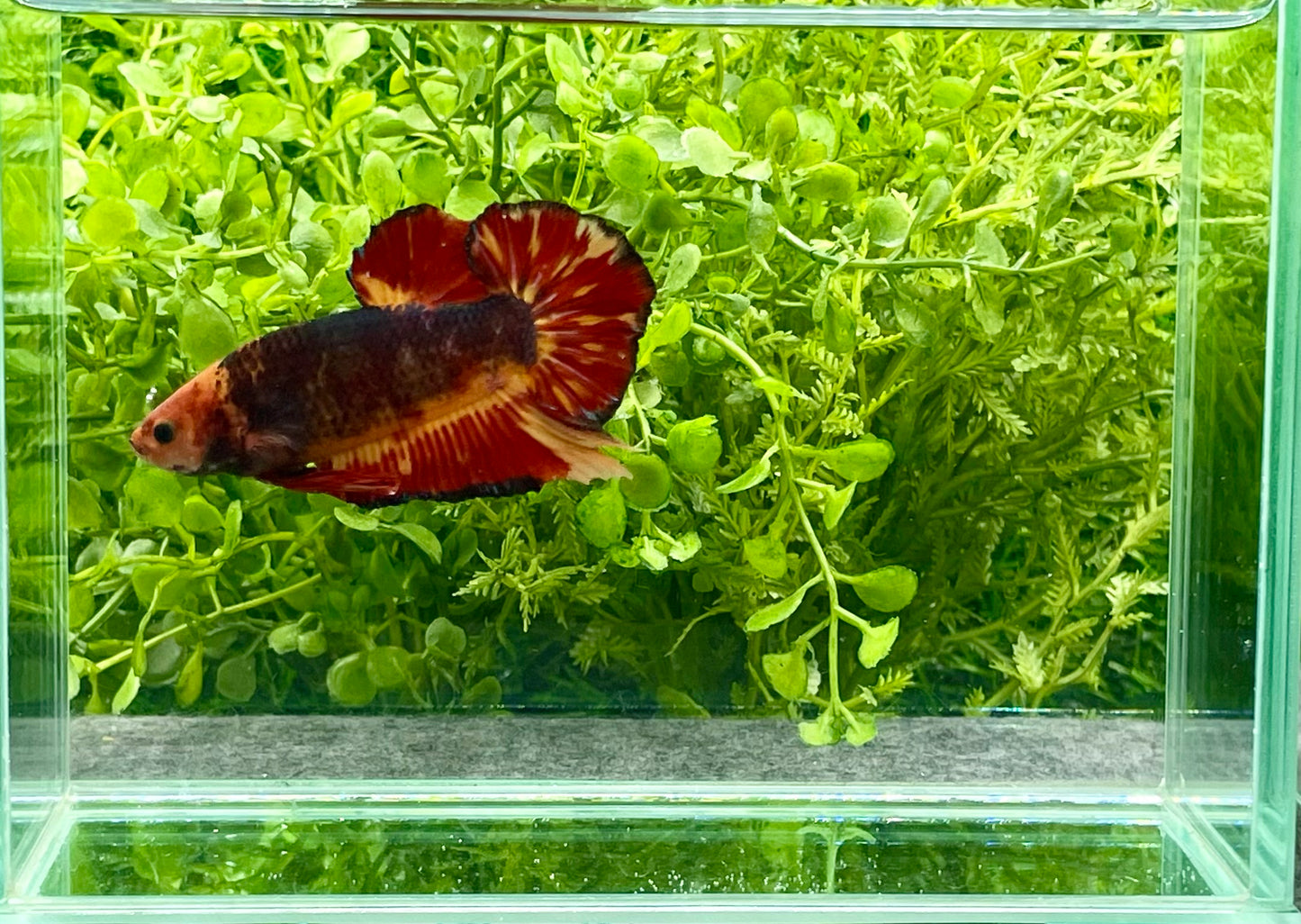 Giant Koi Halfmoon Betta Male (161)