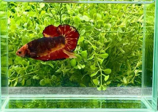 Giant Koi Halfmoon Betta Male (161)