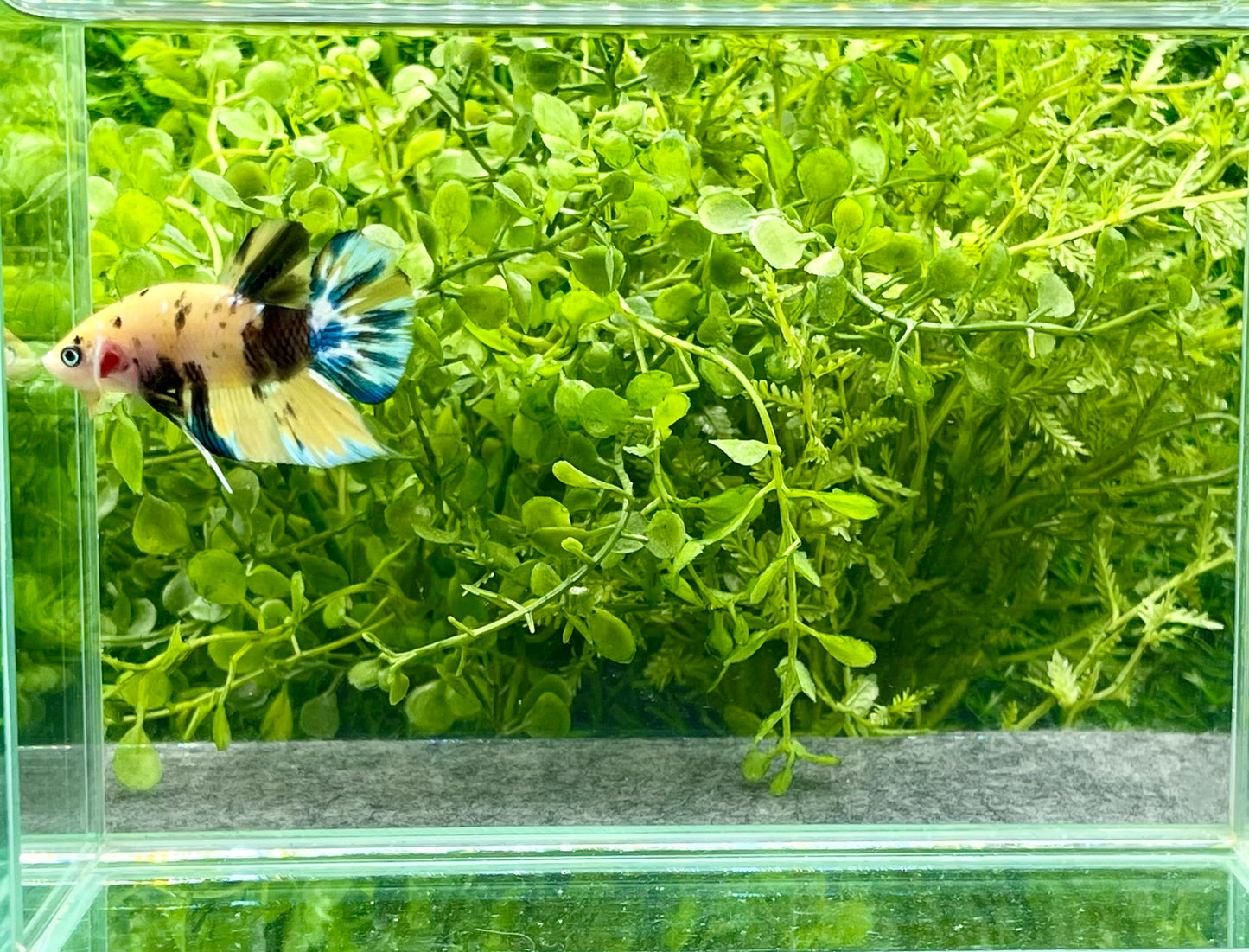 Yellow Koi Halfmoon Plakat Male (210)