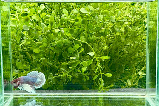 Dumbo Halfmoon Plakat Male (171)