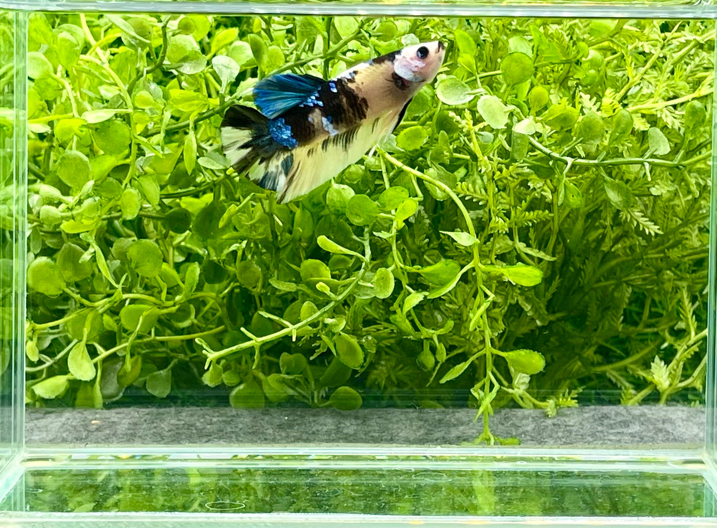 Yellow Koi Halfmoon Plakat Male (212)