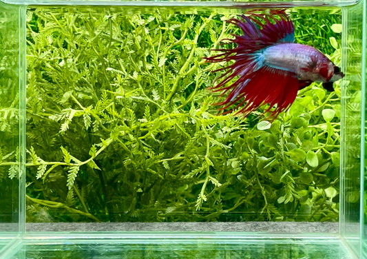 Crowntail Betta Male (154)