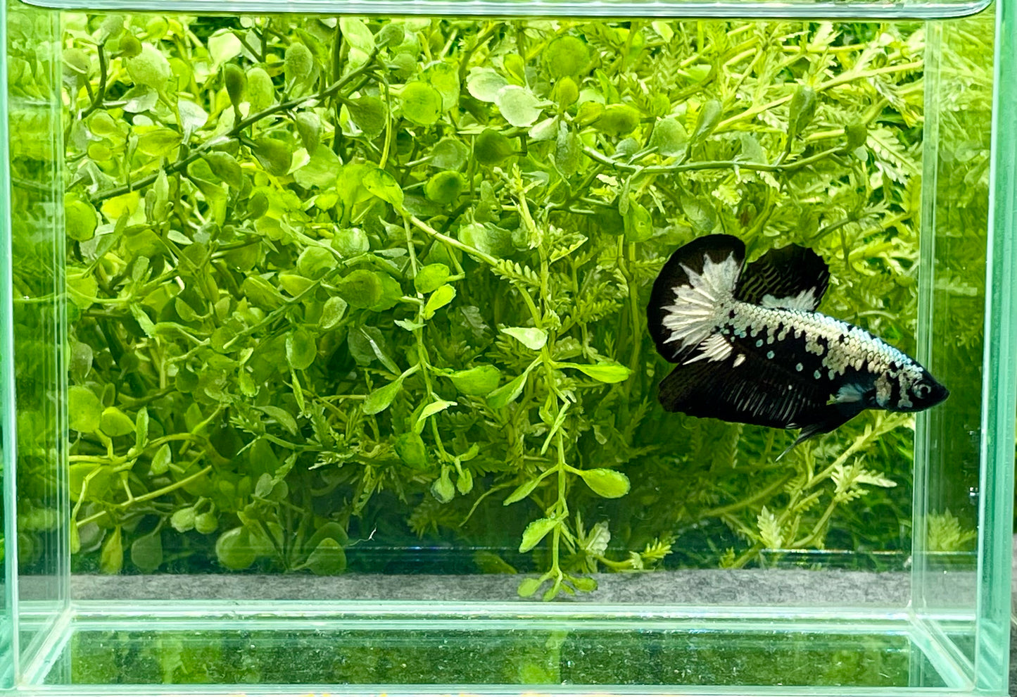 Samurai Halfmoon Plakat Male (184)