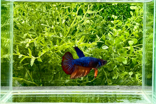 Koi Betta Halfmoon Female (150)