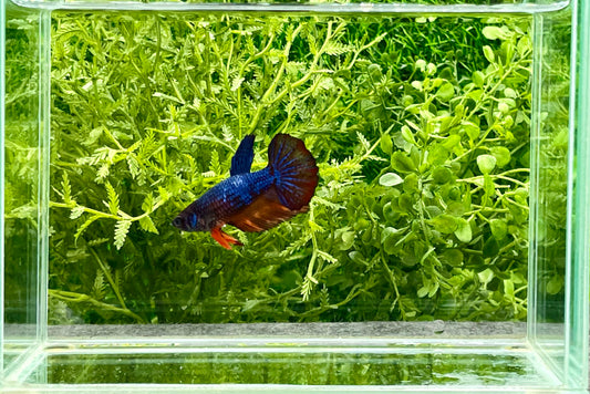 Koi Betta Halfmoon Female (150)